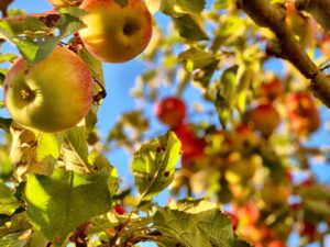 harvest work Victoria