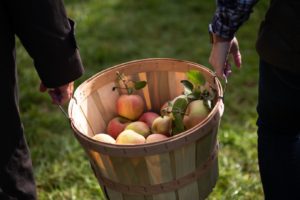 Fruit picker jobs