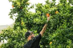 fruit pickers