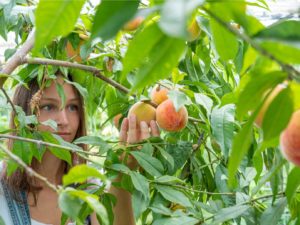 apricot picking australia