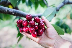 cherry picking